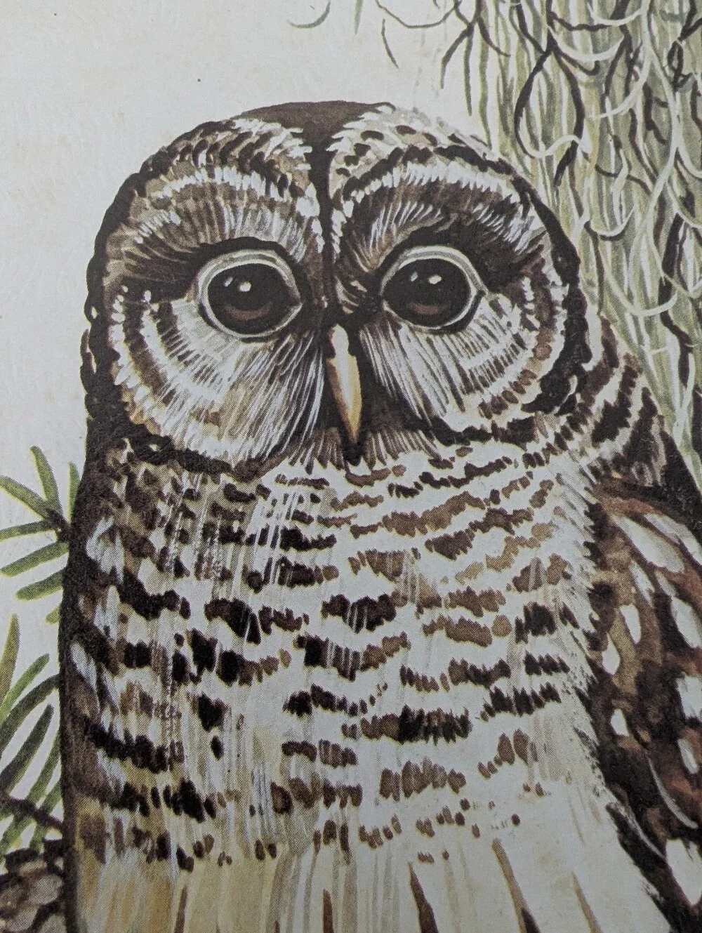 Vintage Leland Brewsaugh Barred Owl print